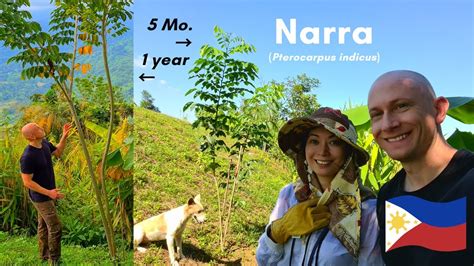 Narra: Farm's Fastest Growing Philippine Native Tree  .